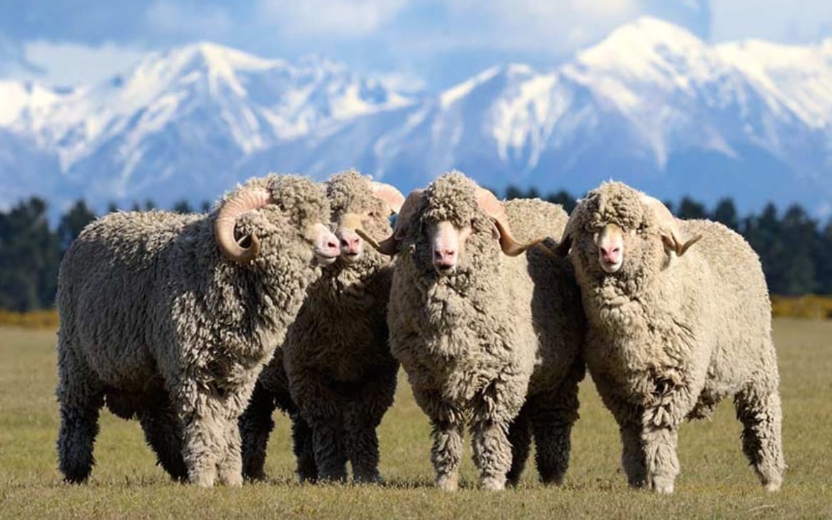 merino sheep in nature