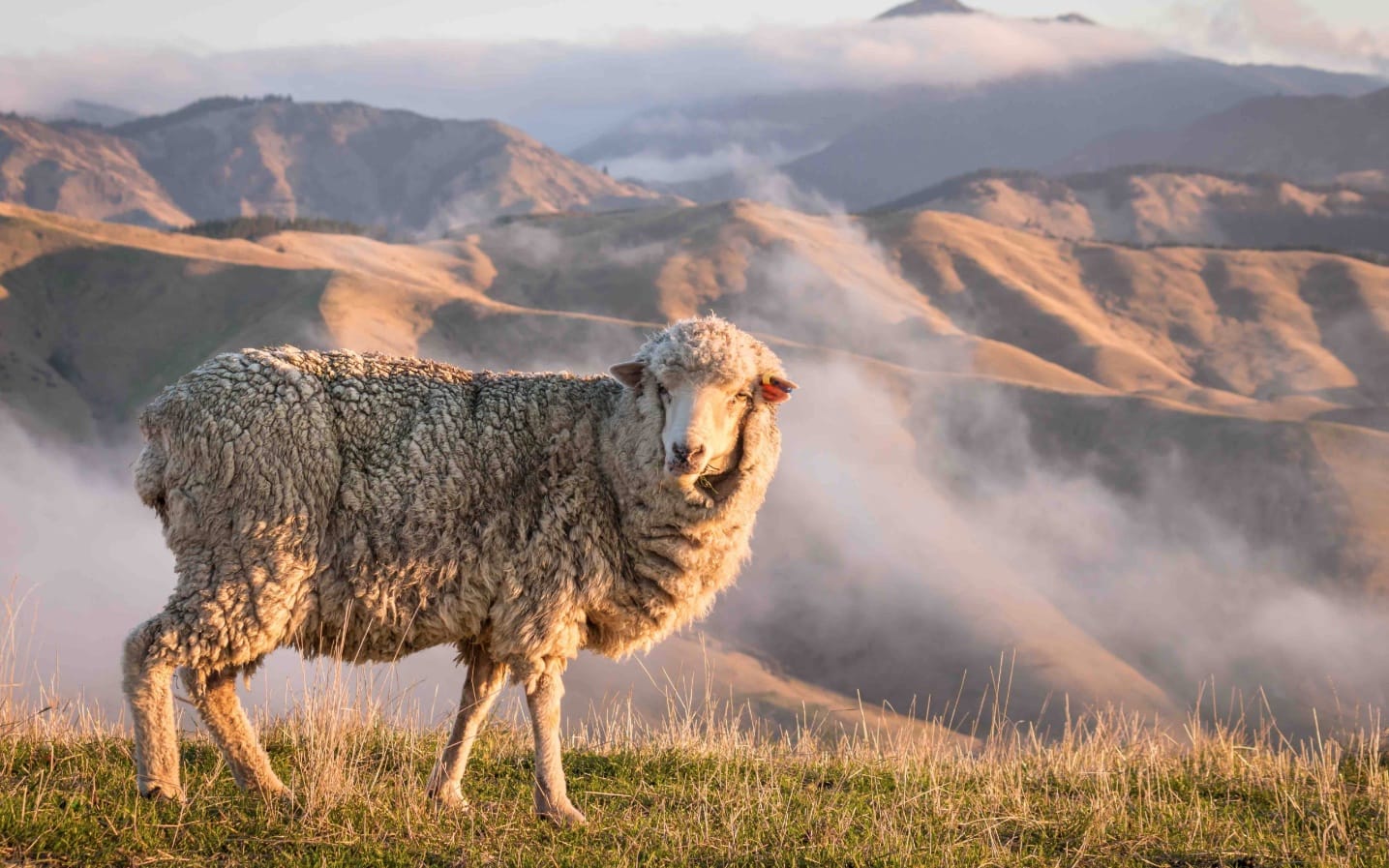merino sheep in mountains